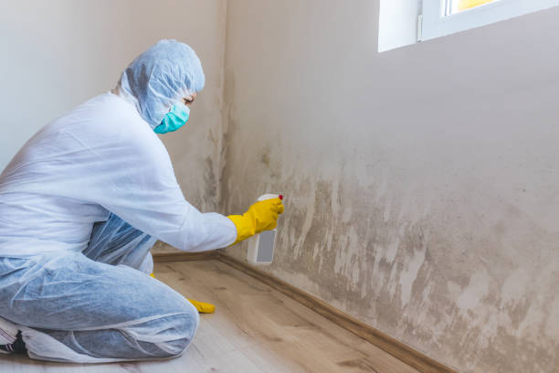 Licensed Attic Mold Removal service in Higgins Lake, MI - WQB Mold Removal