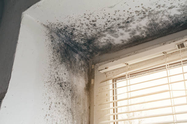 Affordable Attic Mold Removal solutions in Higgins Lake, MI