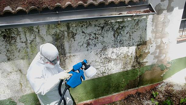 Top rated local Attic Mold Removal specialists in Higgins Lake, MI